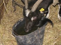 Vandenį gerianti ožka